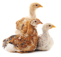 My Pet Naturally|Chicken Care