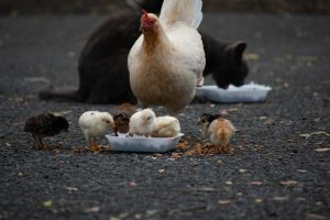 Chicks and feed