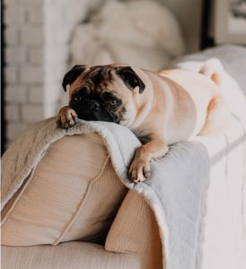 A pug lying on the couch