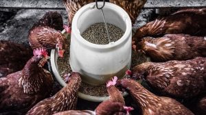Feeder bucket