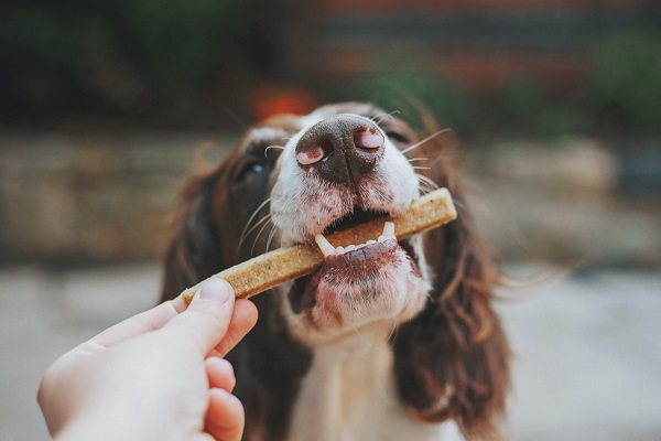 what is best treat for dogs