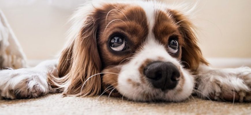 Food allergies in pets