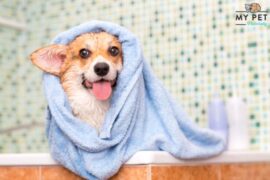 My Pet Naturally | Budget-Friendly Pet Essentials: Quality Care Without Breaking the Bank