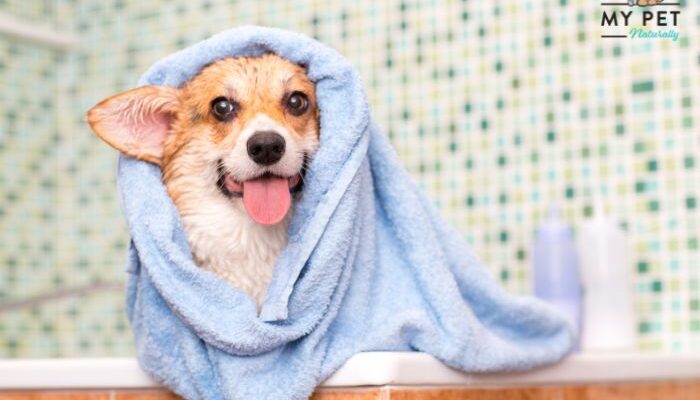 My Pet Naturally | Budget-Friendly Pet Essentials: Quality Care Without Breaking the Bank