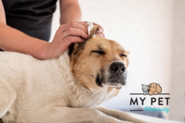 My Pet Naturally | Why Regular Grooming is Essential for Your Pet’s Health