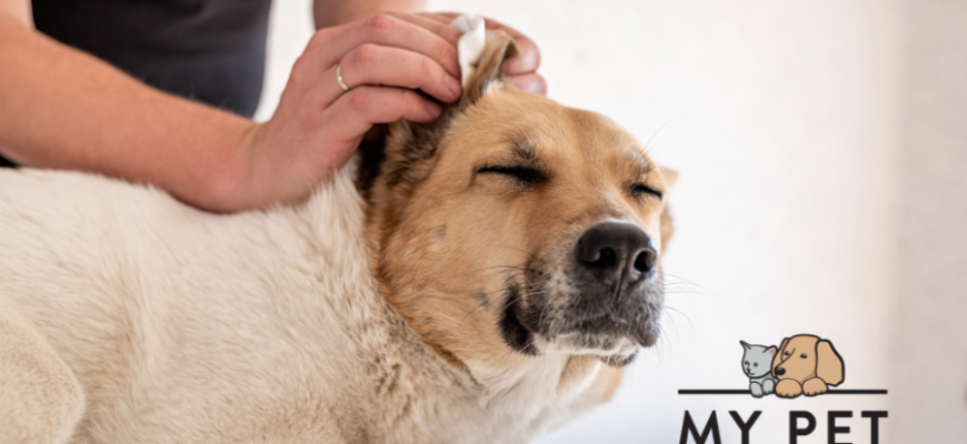 My Pet Naturally | Why Regular Grooming is Essential for Your Pet’s Health