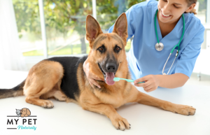 My Pet Naturally | Why Regular Grooming is Essential for Your Pet’s Health