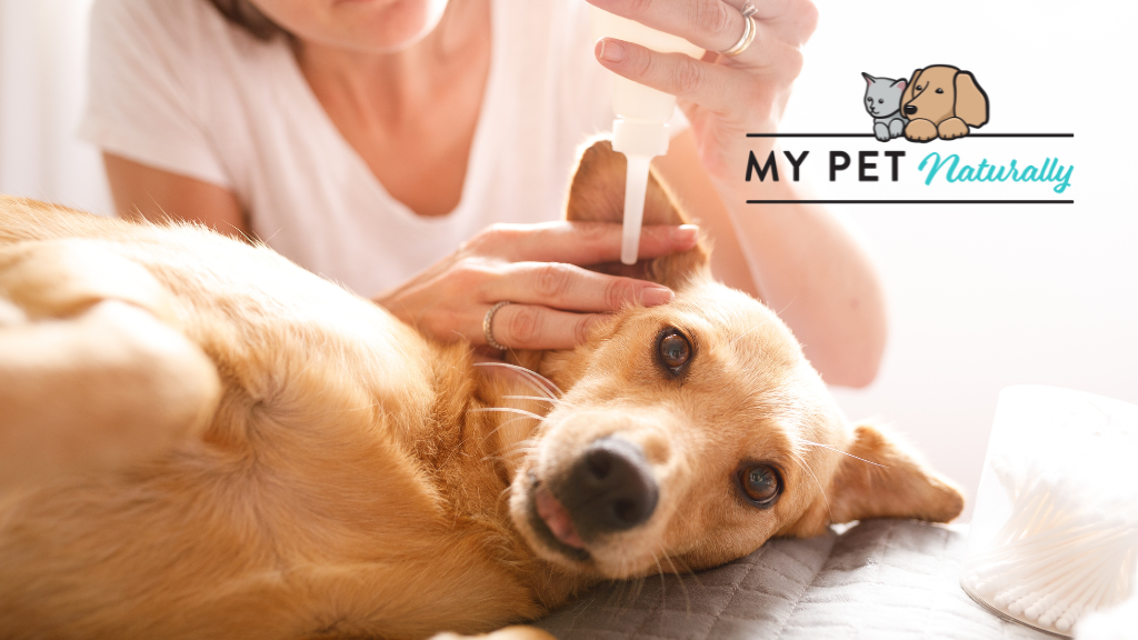 My Pet Naturally | Why Dog Ear Cleaning Is Essential for Your Pet's Well-Being