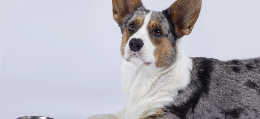 A happy dog rests next to a bright blue bowl, enjoying a moment of calm in its home